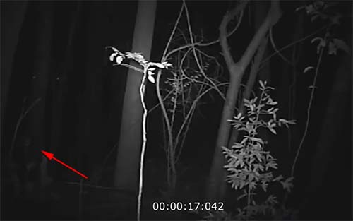 Камера слежения в австралийском лесу засняла «серого инопланетянина»
